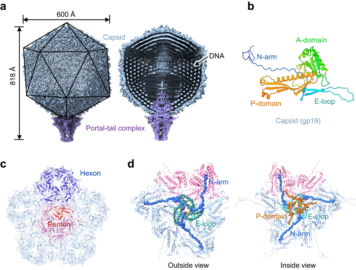 P-SCSP1u病毒颗粒的整体结构。
