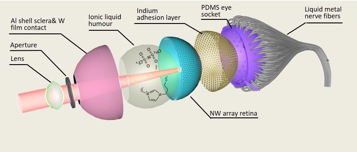 Structure of EC eye