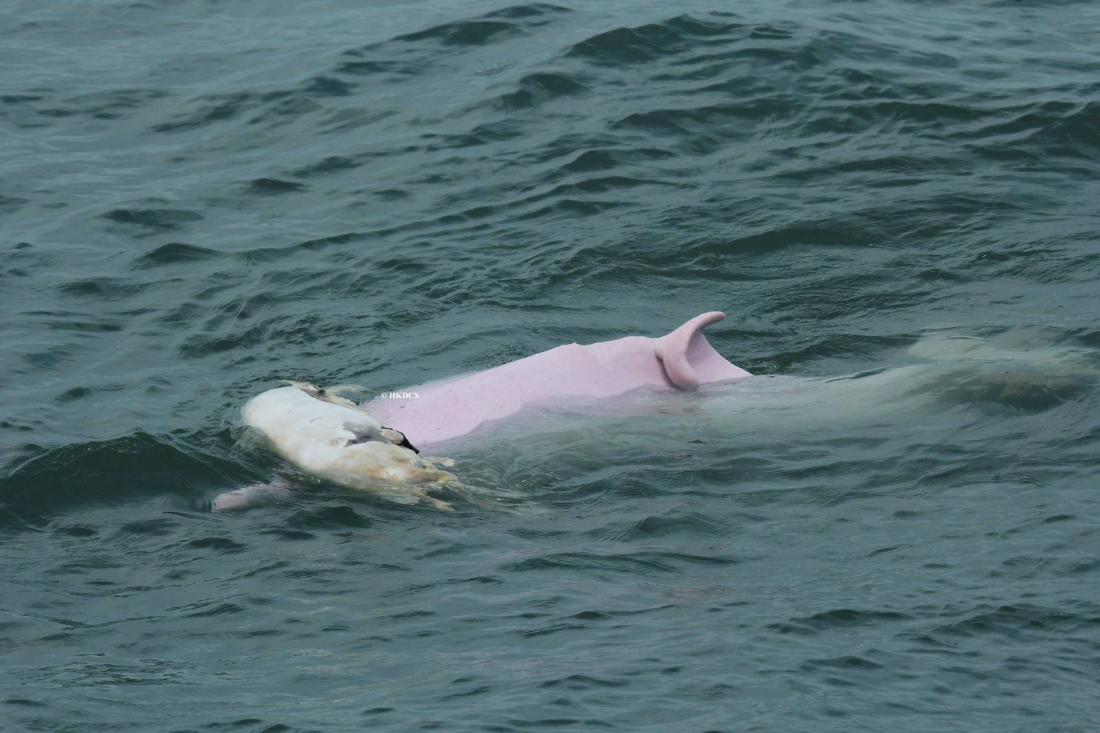A dolphin mother keeping the carcass of her dead calf afloat
