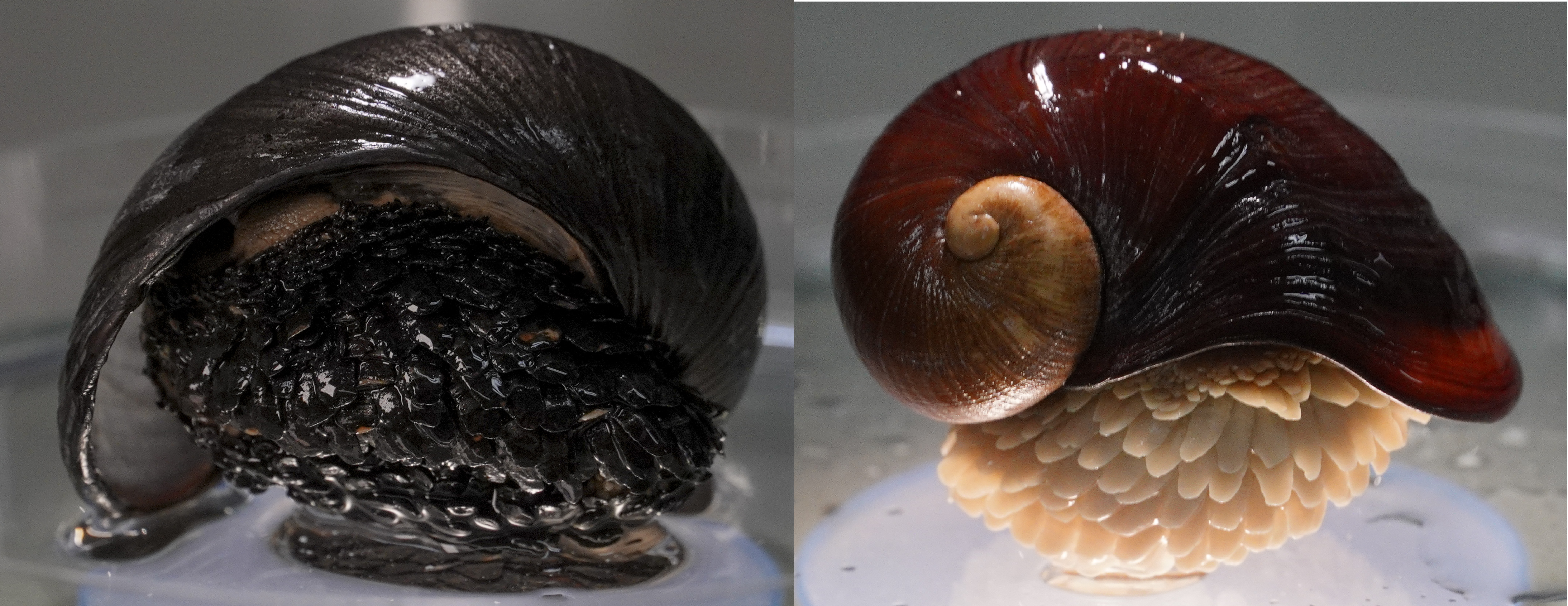 The Scaly-foot Snail on the left has incorporated the iron from the hydrothermal vent while the one on the right has not. 