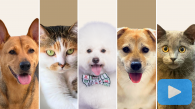 Fast Track to PAWsitive Health: Diagnosing Your Furry Friends in a Flash
