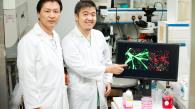 香港科技大学首次于骨骼肌干细胞中发现新型蛋白质分子 为应用骨骼肌干细胞治疗肌肉萎缩症带来希望