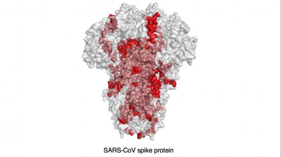 SARS-CoV細胞表位的20％（紅色斑點）與SARS-CoV-2具有相同的基因序列，有助於疫苗開發。