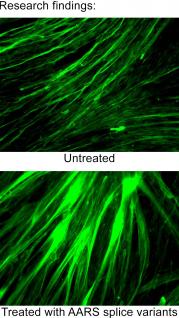  相較未經處理的人類骨骼肌肉細胞，AARS剪接變體蛋白使其肌肉纖維顯著增多(下圖)。
