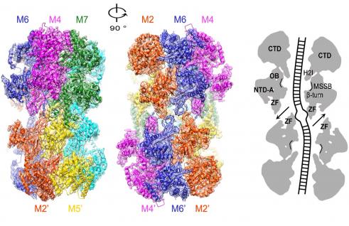  MCM2-7雙六聚體複合物高分辨率冷凍電鏡結構；（右）中央孔道結構圖，梯狀為雙鏈DNA