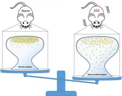  張教授的研究發現有SynGAP蛋白分子基因突變的老鼠的神經突觸會過度興奮而出現自閉症病徵