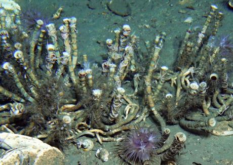 HKUST Researchers Unlock Genomic Secrets of Gutless Deep-sea Tubeworm 