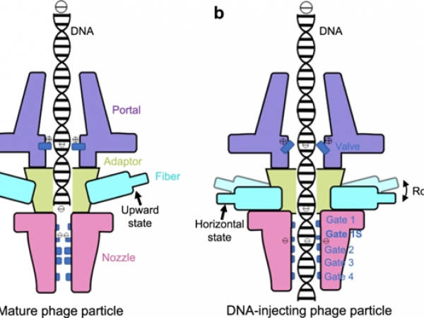 P-SCSP1u在侵染过程中DNA注入阶段的DNA门控模型。