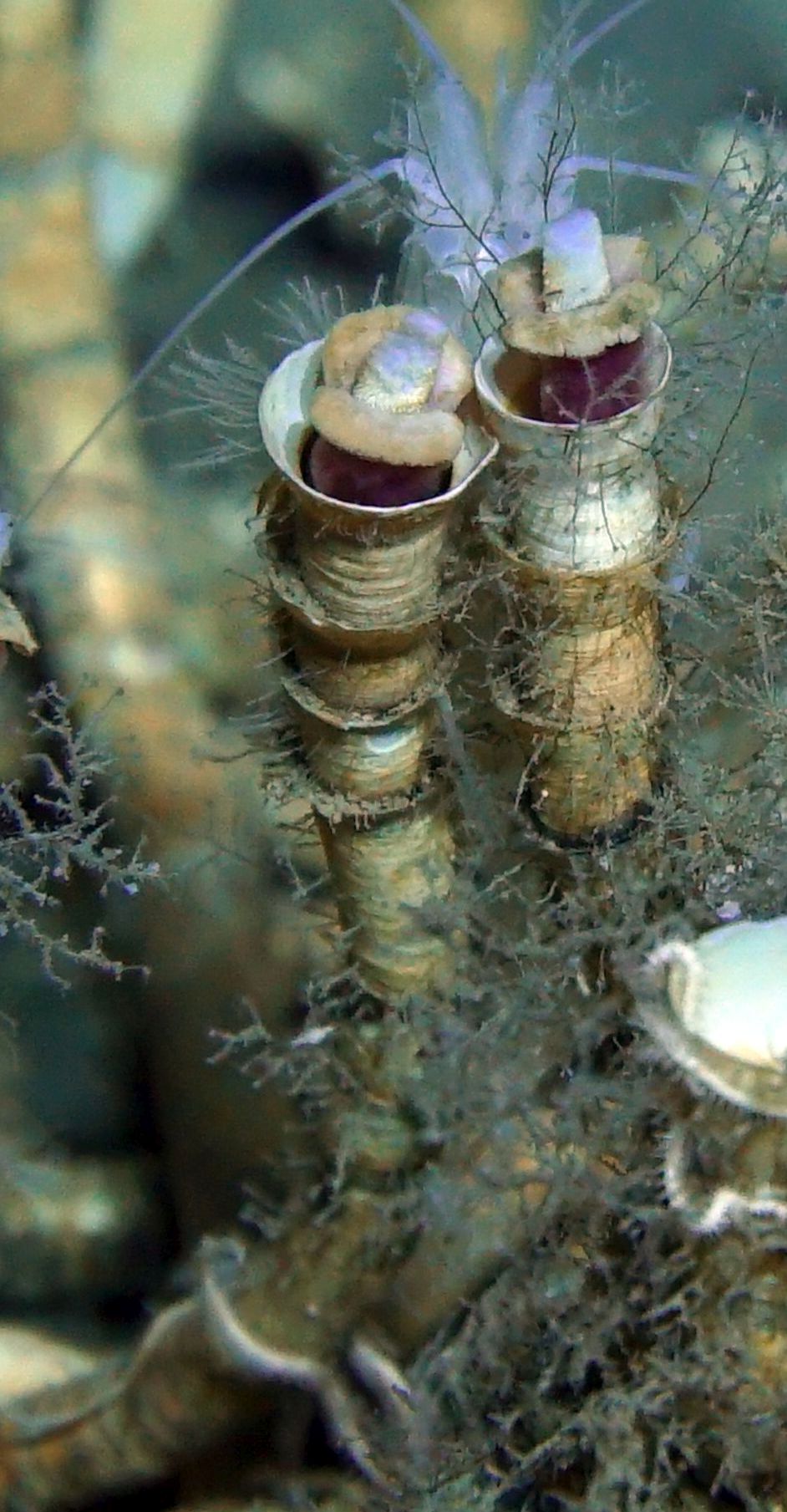 Tubeworms's tube - a unique supporting structure for them to acquire inorganic matter from the seabed, from which allows their co-living bacteria to produce organic nutrients.