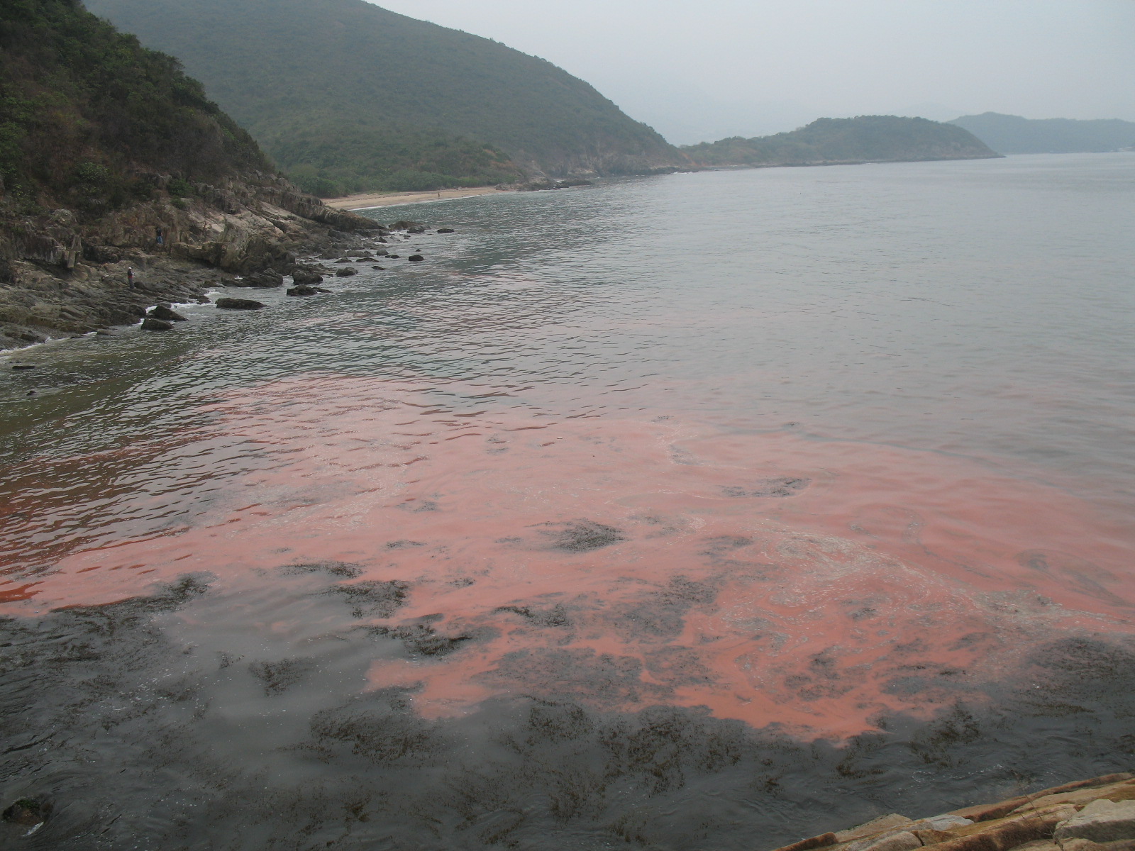 Red tides caused by dinoflagellates