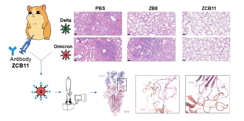 Antibody ZCB11 (right column) protects Syrian golden hamsters against SARS-CoV-2 Delta and Omicron lung infection and injury.  PBS (left column) is a negative control. ZB8 (middle column) is another antibody, protecting against Delta but not Omicron.  Cryo-EM structure analysis demonstrates the binding mode of ZCB11 to Omicron spike trimer.