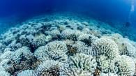 隱藏深海的熱浪對珊瑚礁構成威脅
