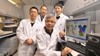 香港科技大学研究团队取得突破：成功揭示肌动蛋白质基因突变 如何导致先天性失聪失明