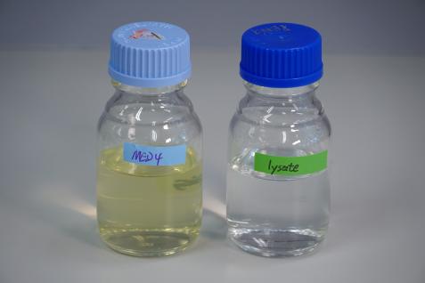 Living cyanobacteria grown in sea water (left) and dead cyanobacterial culture (right).