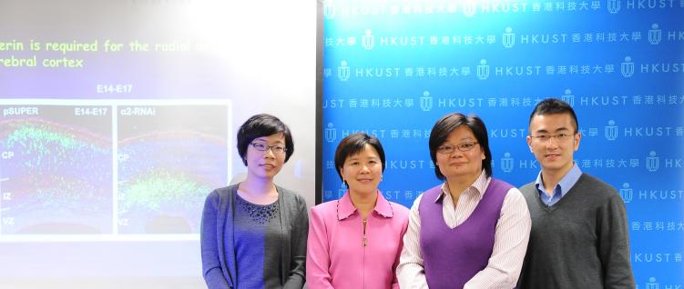 HKUST unravels mechanism behind brain development. The research team (from the left): Dr Lei Shi, Prof Nancy Ip, Dr Amy Fu and Mr Jacque Ip.