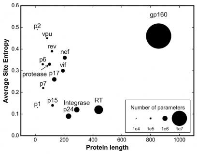  艾滋病病毒包膜蛋白gp160的一级序列不但较其他蛋白长两倍以上，变化幅度亦最大