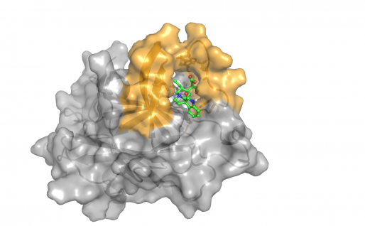  从中药化合物库中鉴定出的小分子钩藤碱，与阿尔兹海默症的新分子靶点EphA4结合。
