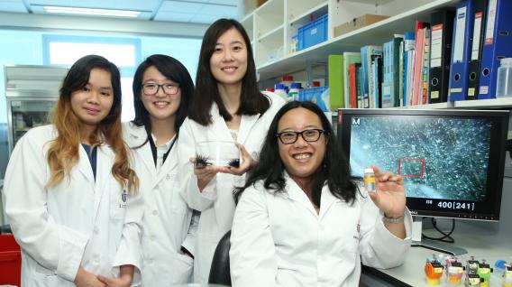  (右起) 陈洁瑜教授及其研究团队成员罗巧君、吴佩琳以及梁可然发现微胶粒(胶樽内)对多毛虫(培养皿上)及船螺的影响。