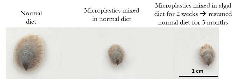  陈教授的研究发现，若船螺的幼体在含高浓度微胶粒的环境下成长，微胶粒被移除后，它亦无法回复正常的生长速度。