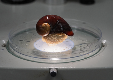 HKUST Researchers Unlock Genomic Secrets of Scaly-foot Snail 