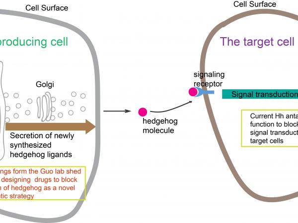 圖一展示音猬因子從分泌後被靶細胞表面受體識別，從而激活信號通路的過程