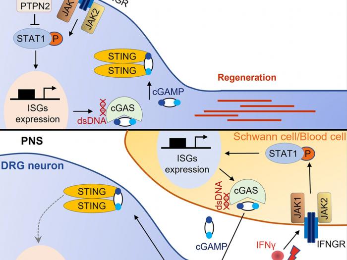 A working model of IFNγ-STAT1 signaling promoting axon regeneration in CNS and PNS